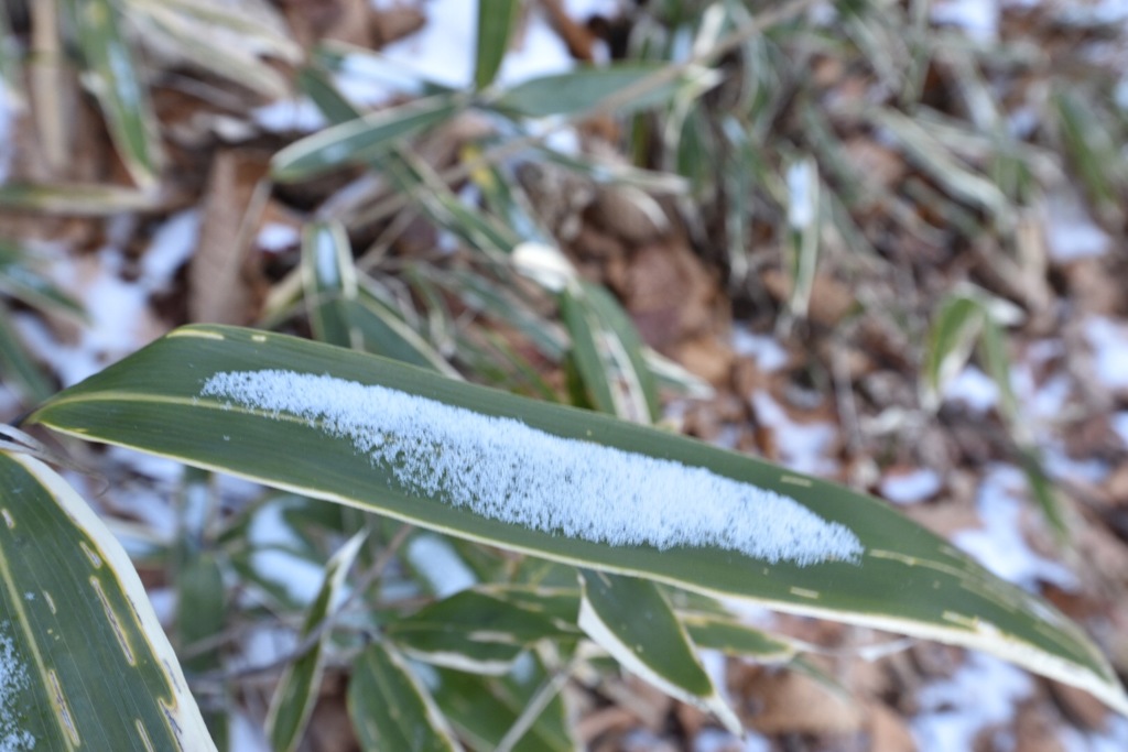 IMG_1930笹のお皿