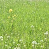野原にて…華やかな孤独
