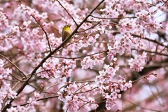 メジロ 桜