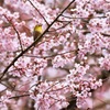 メジロ 桜