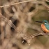 初めてのカワセミ