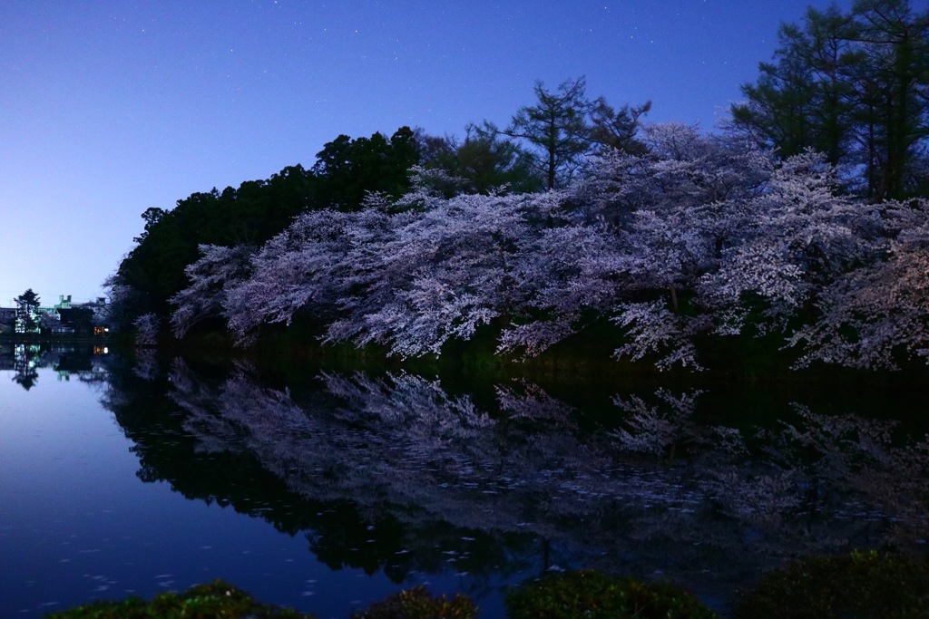 夜中の観桜会