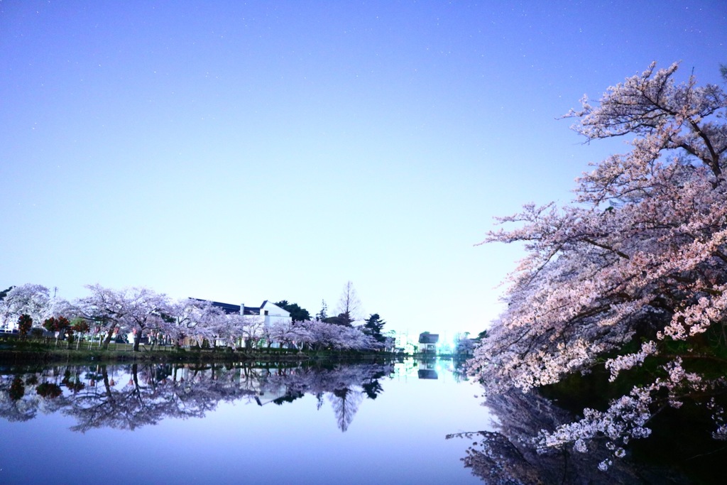 夜中の観桜会