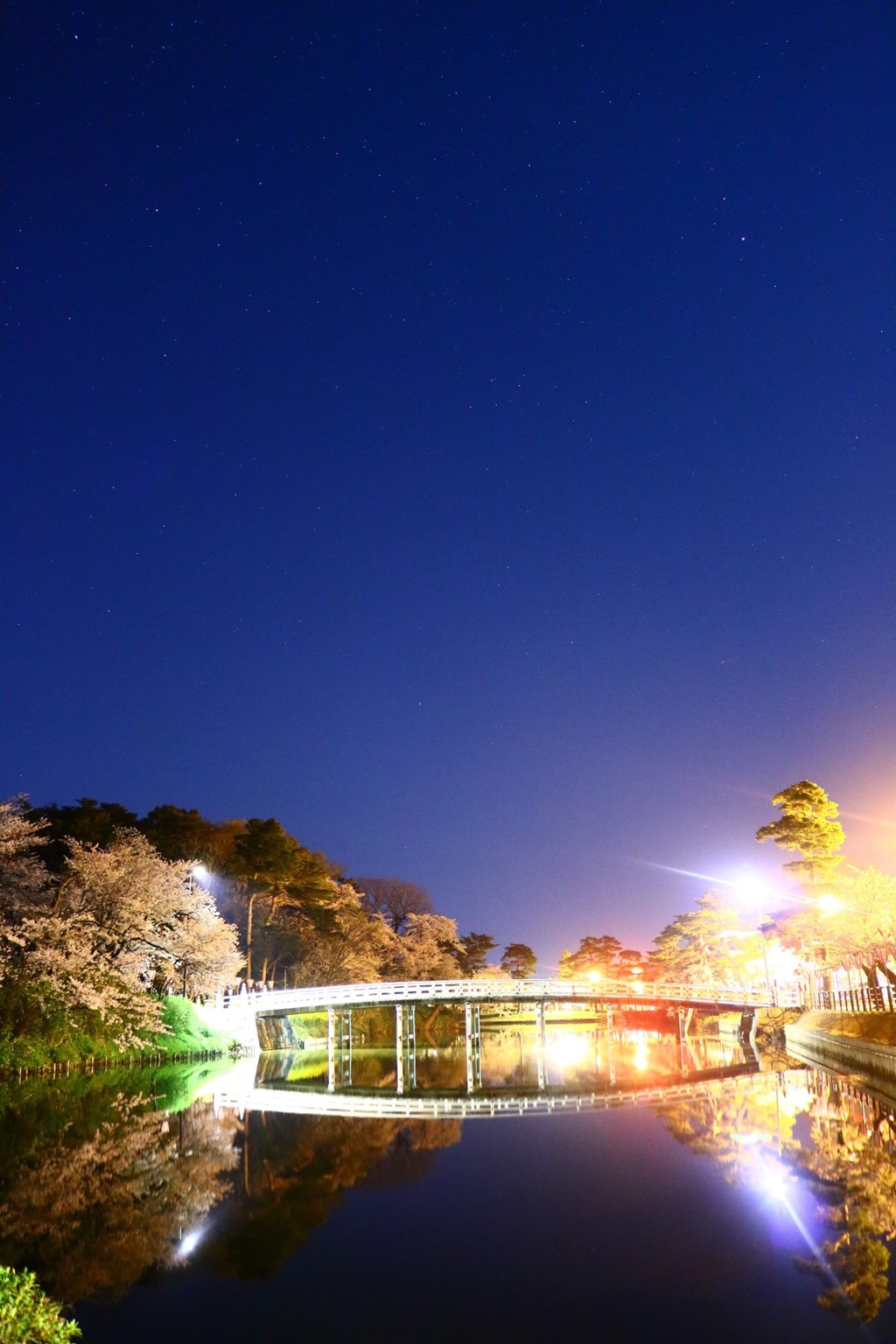 夜中の観桜会