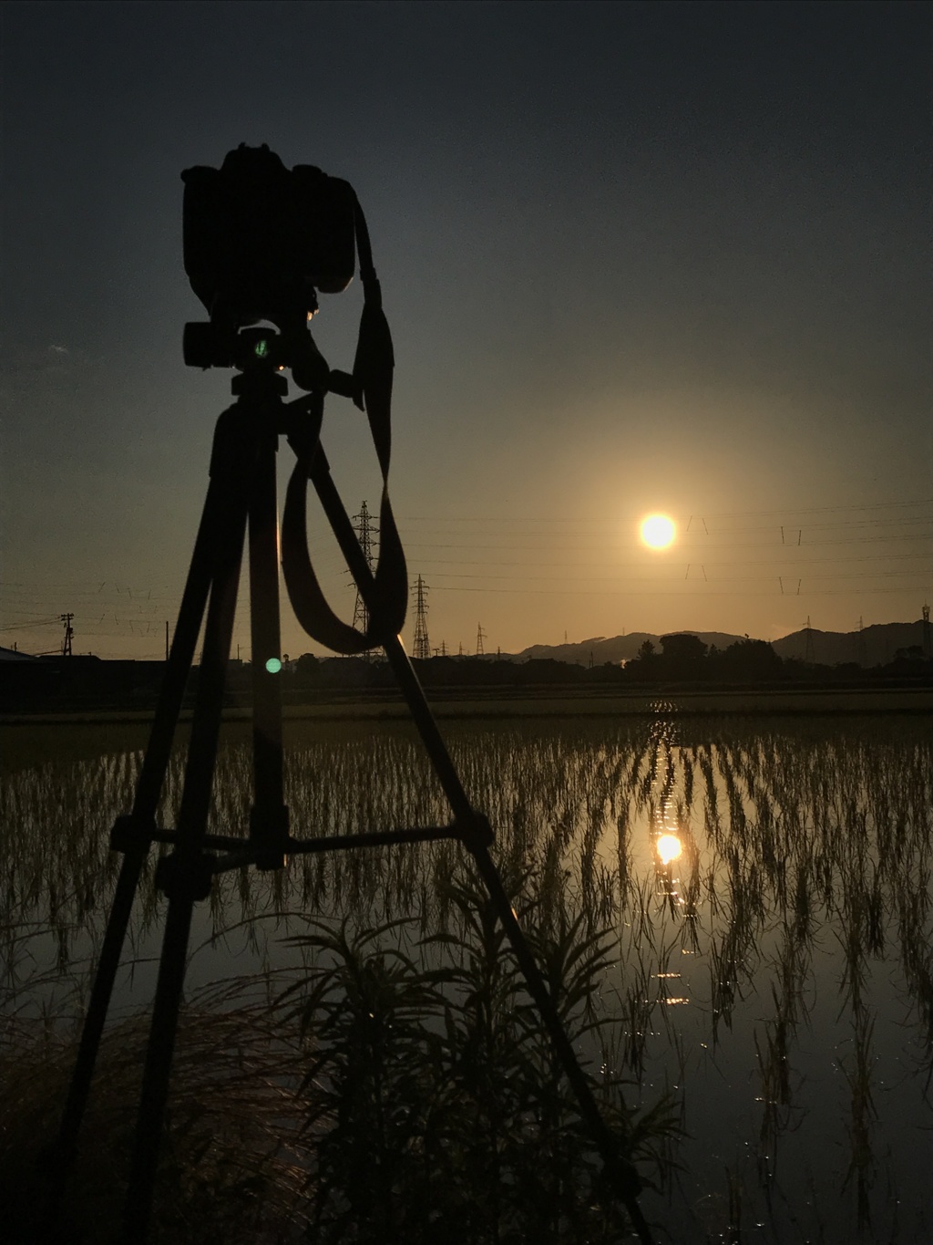 朝