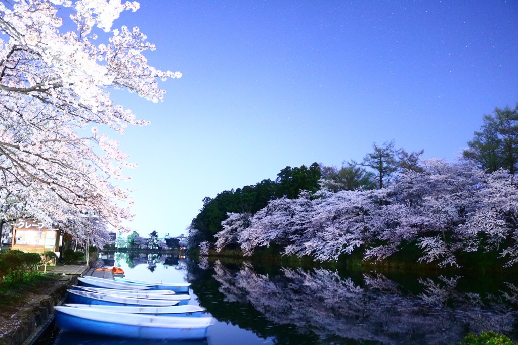 夜中の観桜会