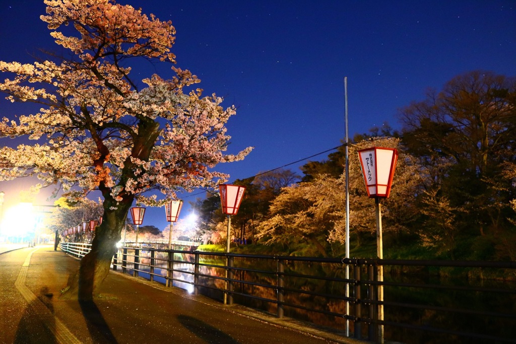 夜中の観桜会
