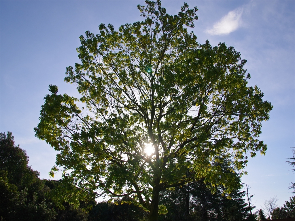 木漏れ日の眩しさ！