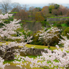 荒城の桜　- 春高楼の  花の宴 -