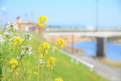 土手の菜の花