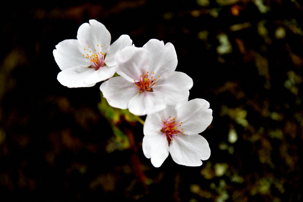 胴吹き桜