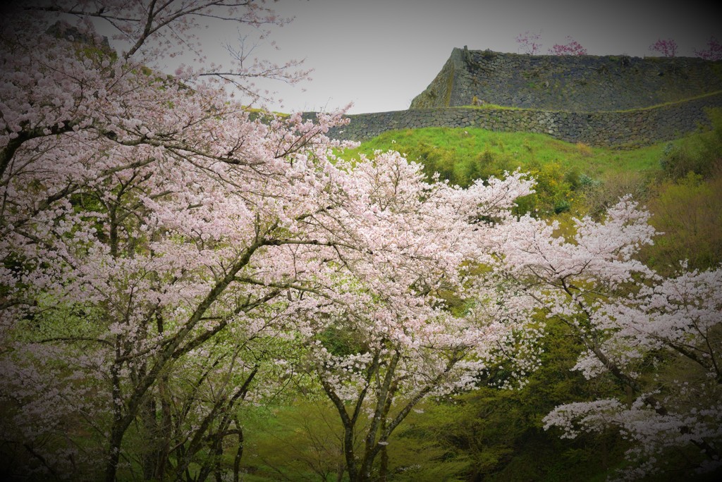 荒城の桜　- 巡る盃　影さして - 