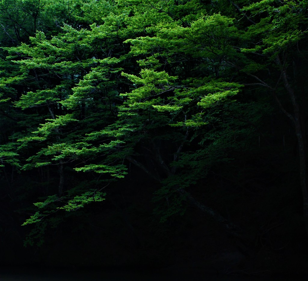 midori 
