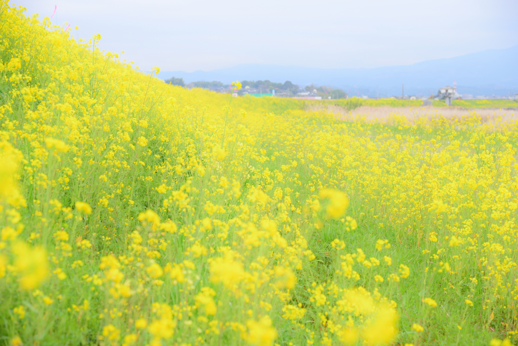 土手の菜の花 Ⅱ