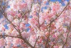 桜花爛漫