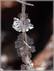 霜の結晶-2