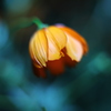 下向きな秋桜