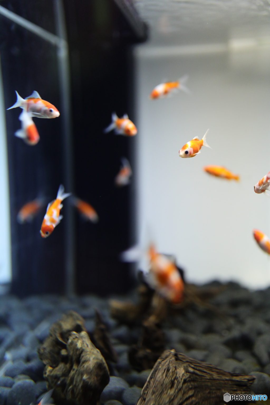 金魚