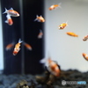 金魚