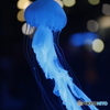 青く光る海月