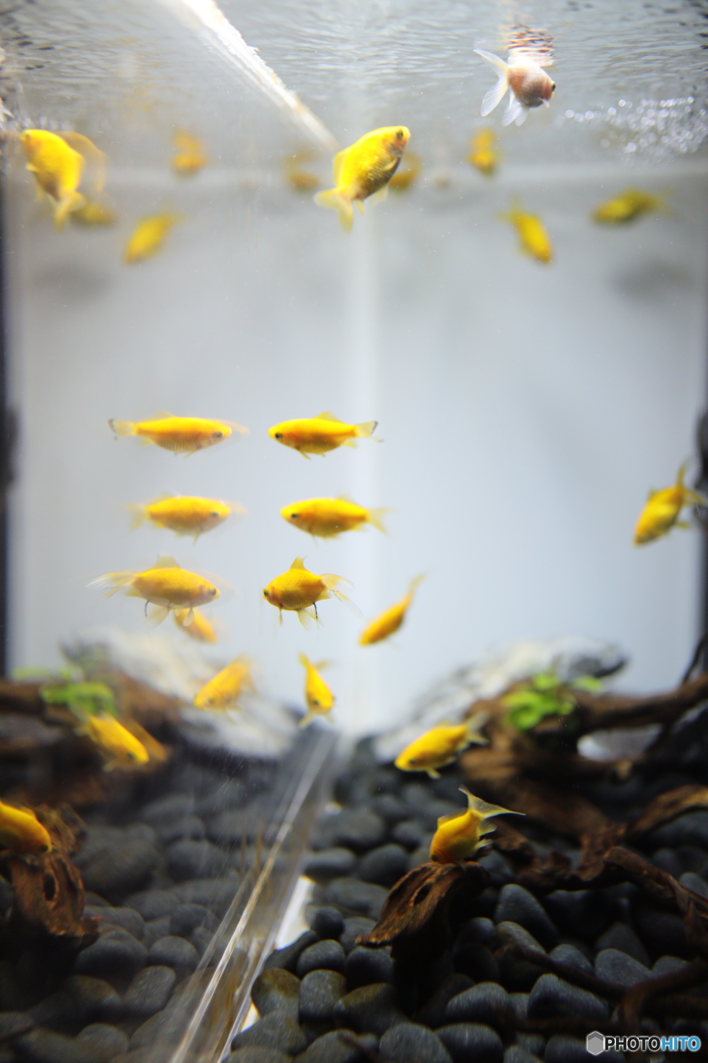 金魚
