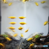金魚