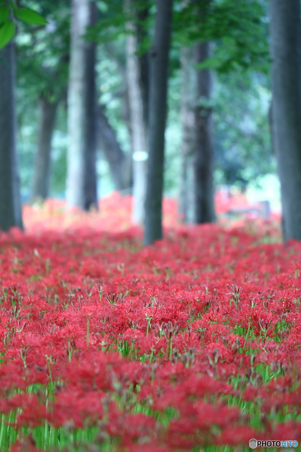 曼珠沙華まつり