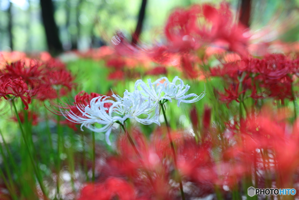 白花曼珠沙華