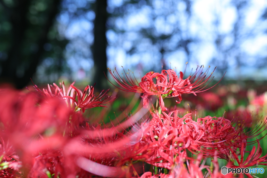 曼珠沙華