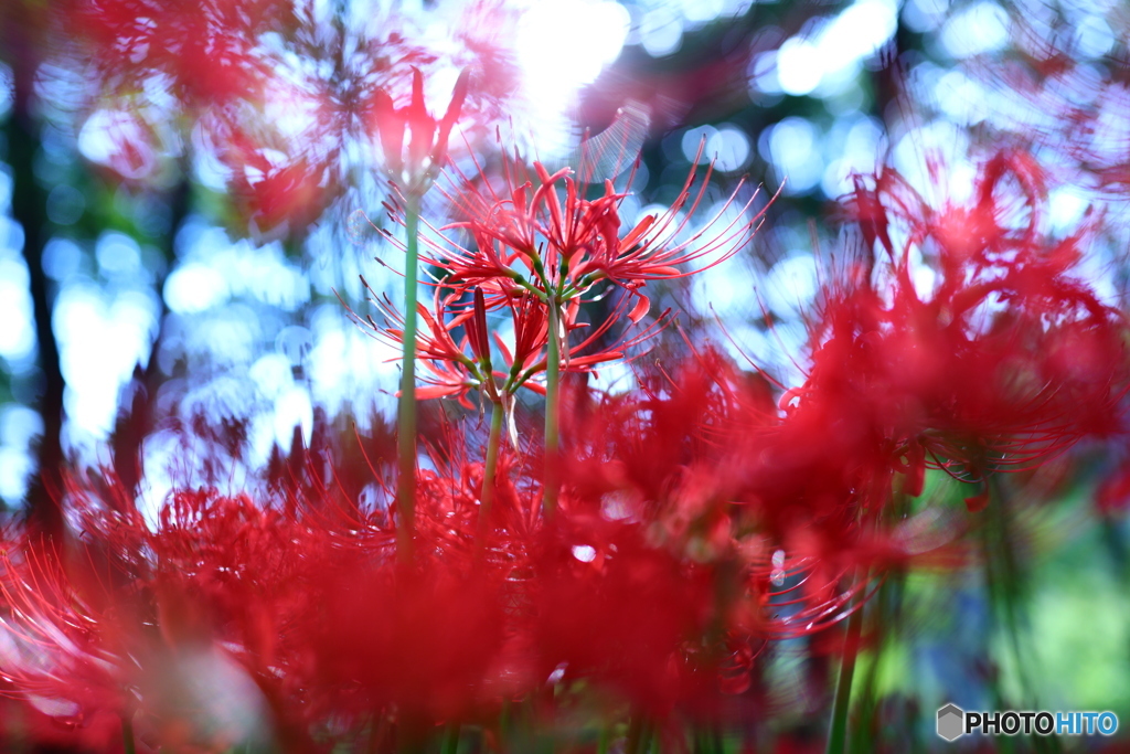 曼珠沙華