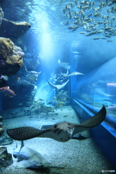 海の生き物たち