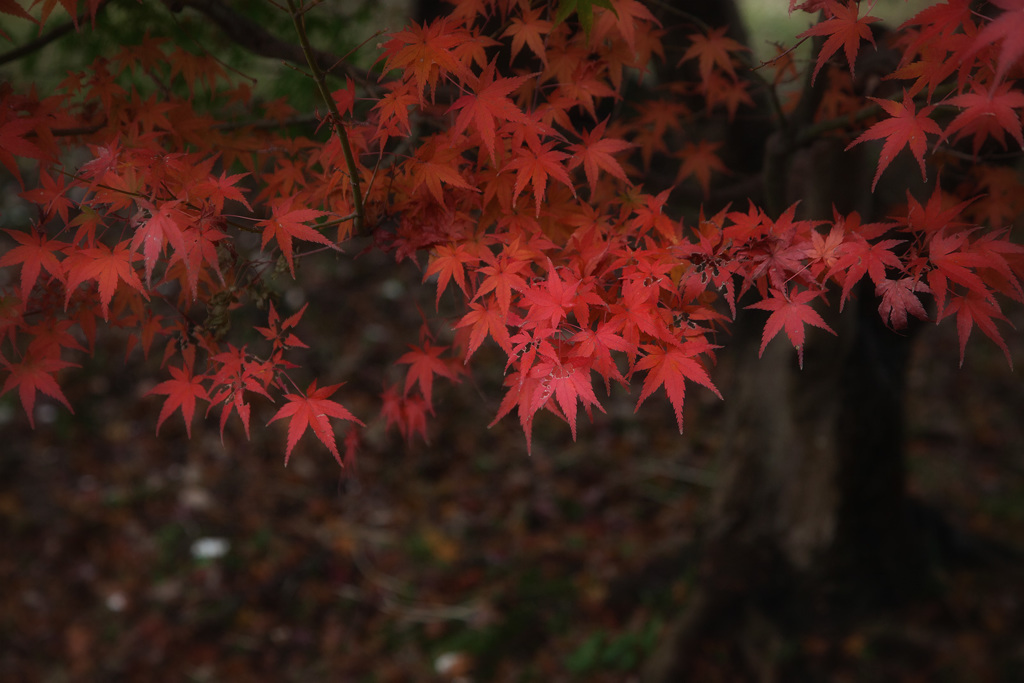 雨後の楓_5D2