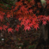 雨後の楓_5D2