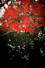 境内の楓