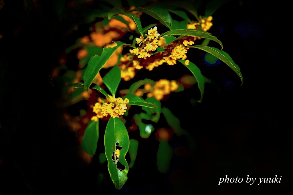 気高い人 By Yuuki534 Id 写真共有サイト Photohito