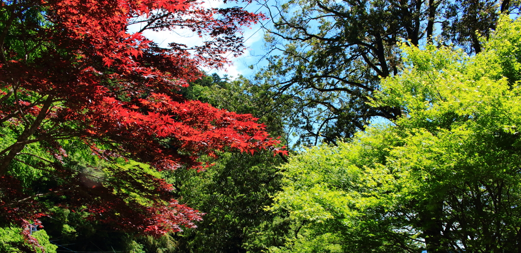 新緑と紅葉