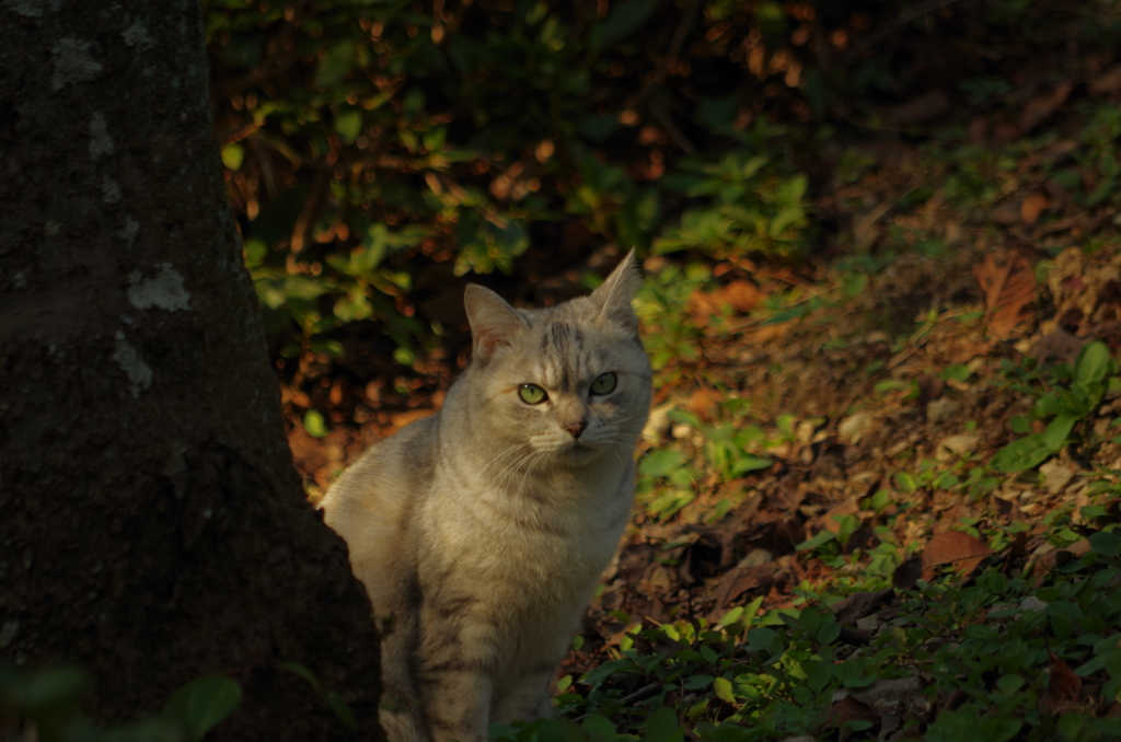 ねこ