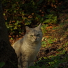 ねこ
