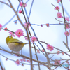 春の祭典