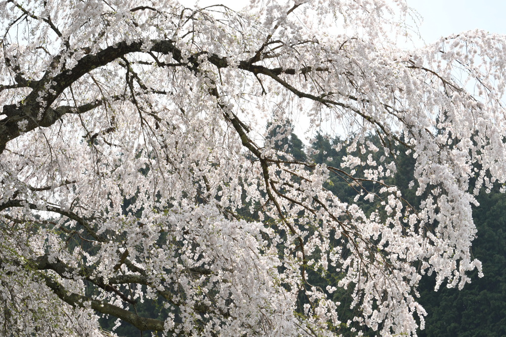 コトシダレ桜