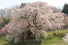 又兵衛桜