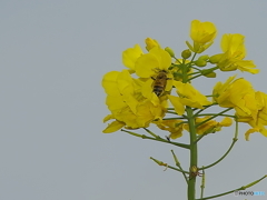 菜の花とミツバチ