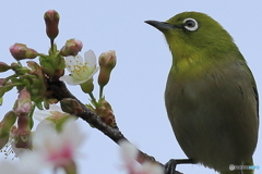 冬の桜とメジロ