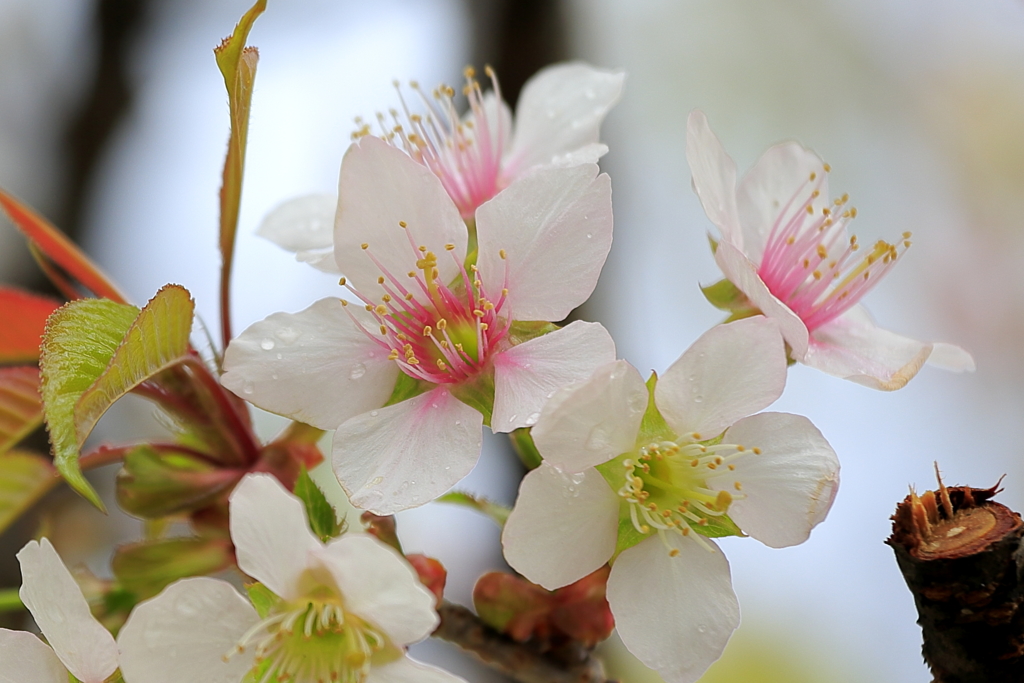 冬に咲く桜