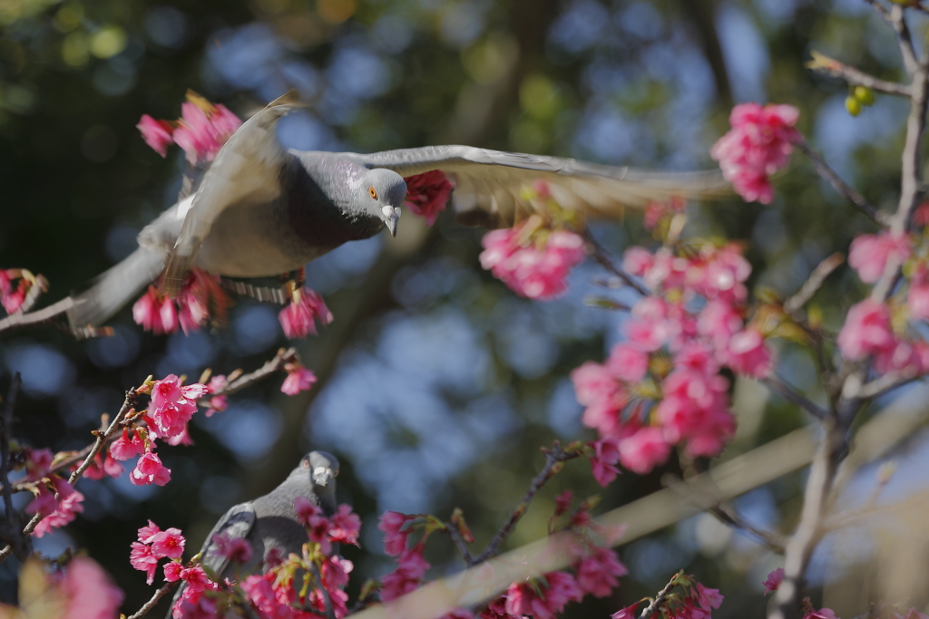 寒緋桜とハト