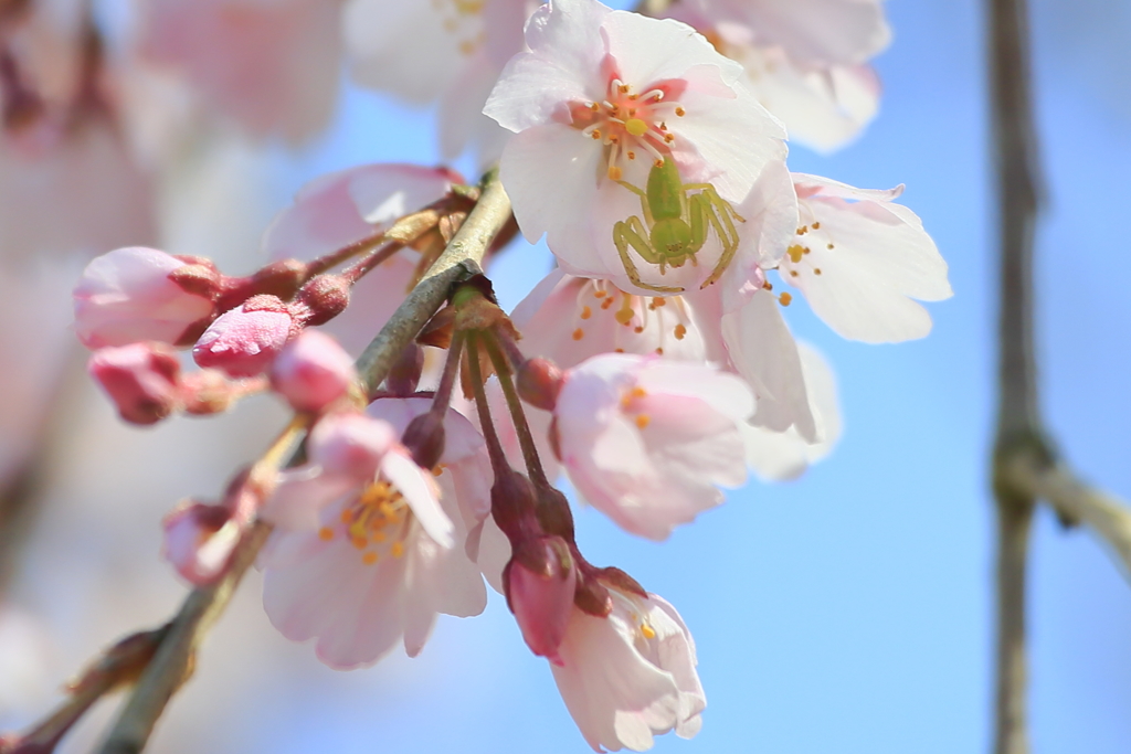 枝垂れ桜