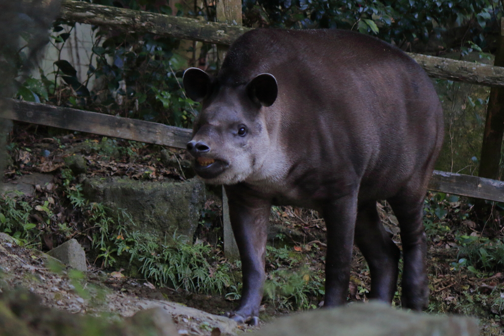 ﾊﾞｲｵﾊﾟｰｸの生き物たち