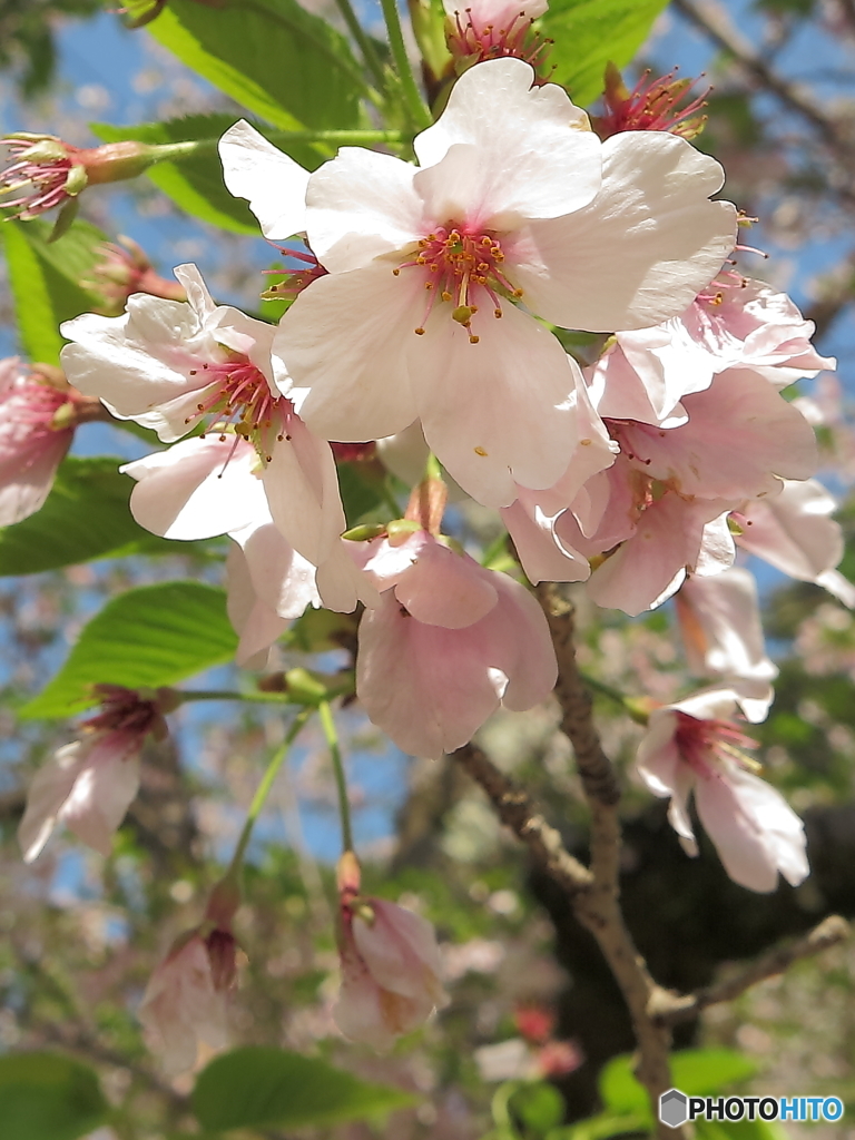 桜(ソメイヨシノ？)