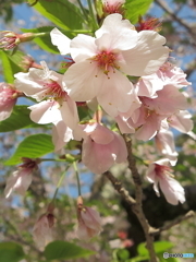 桜(ソメイヨシノ？)