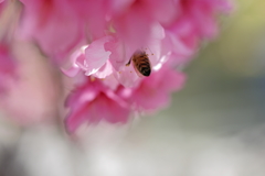 寒緋桜とミツバチ